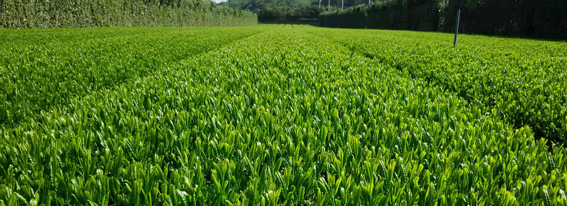 田上製茶：茶畑