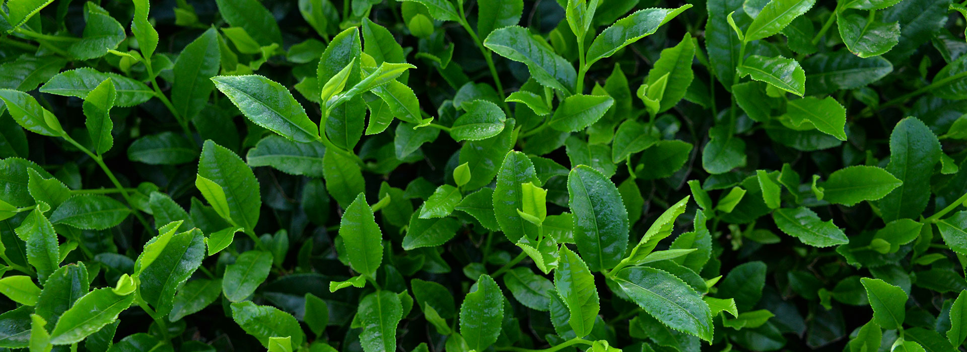 田上製茶：茶葉